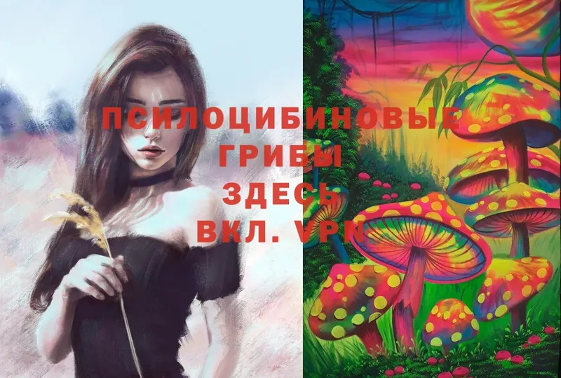 Галлюциногенные грибы Psilocybe  Шуя 